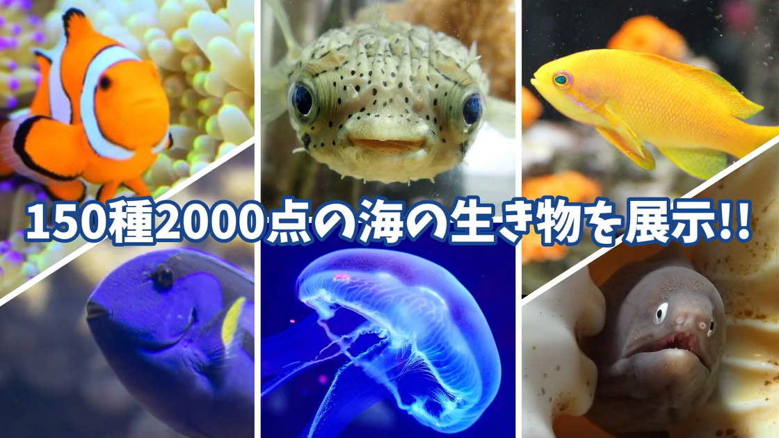 ハイスクールは水族館～2分でわかる長浜高校～